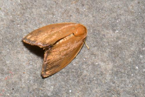 Heterogenea asella